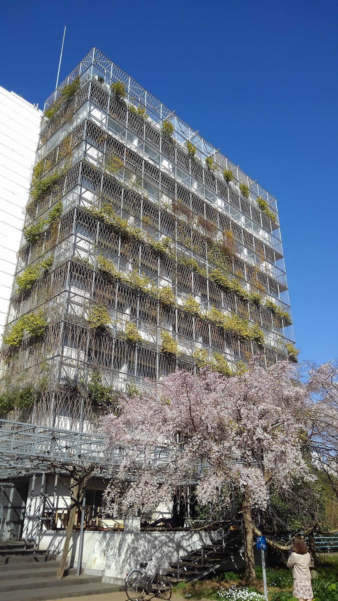 Qun 横浜国立大学の春 野音の桜が咲いている こんなにキャンパス綺麗だったっけ ここで妻と過ごした時から25年もの時間が経っている