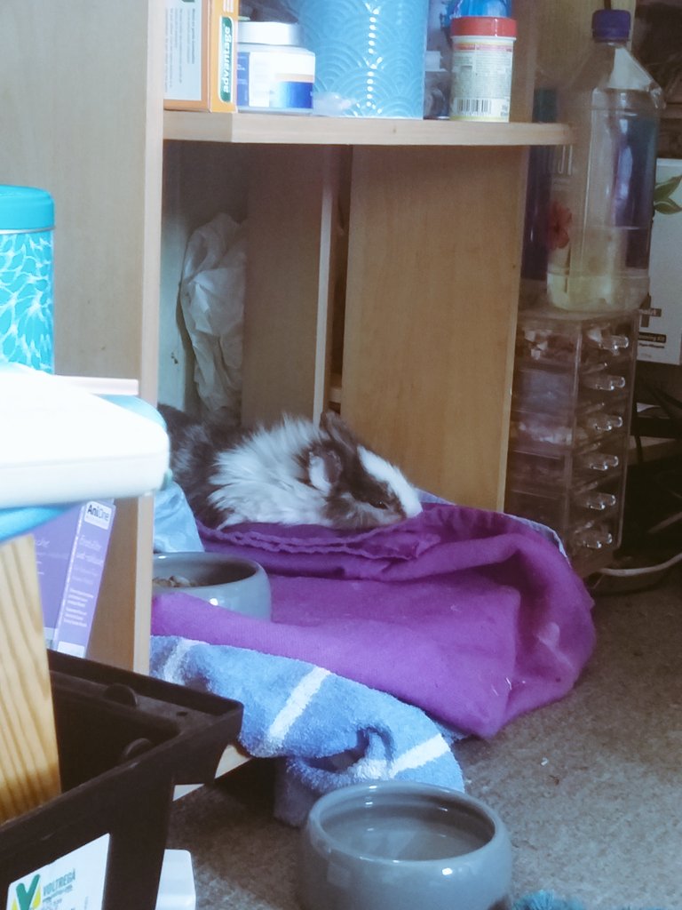 DFioryn's tweet photo. He sleeps in his bed omg https://t.co/F2P1XnuN4t
