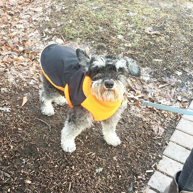 TheyWalkDogs's tweet photo. We’re missin the dogs big time.  Here is a picture of Mokie, long time walker to give some love.  We’re working on some fun social media stuff.  Stay tuned.  Thanks again to all of our clients supporting us.  Stay safe 💜💜#theywalkdogs https://t.co/Nl1CuxDX2p https://t.co/vxQsDGS9di