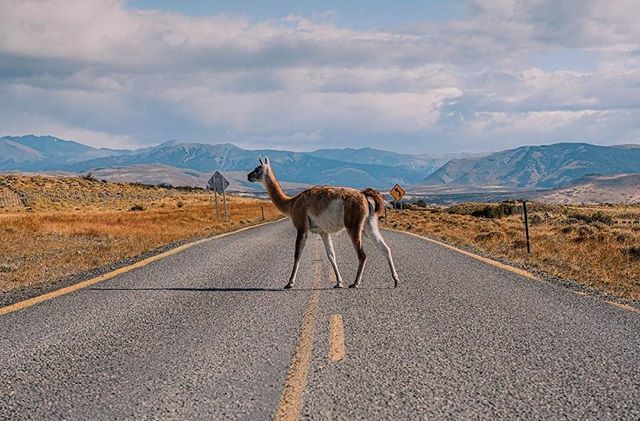 Een mooi shot van een guanaco (wilde lama) met een patagonische achtergrond 😍
📸@thea.photo.insta

Klik op onze link in bio voor informatie over reizen en het coronavirus.
.
.
#lonelyplanet #lonelyplanetnl #reizen #reismagazine #reisinspiratie #ontdek… ift.tt/2UlK79i