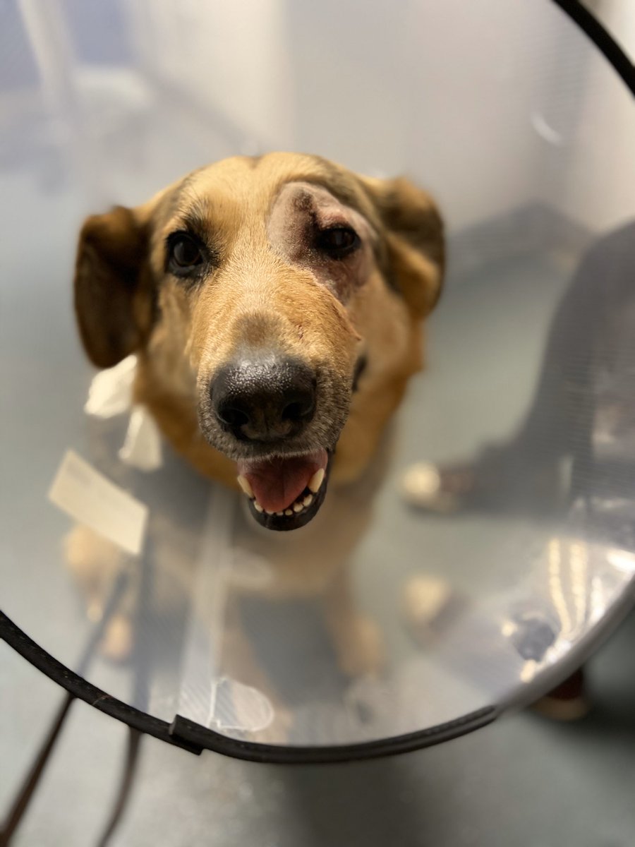 GsdHarmony's tweet photo. Forget about #coronavirus for one minute and send me some love! I had 3 lumps removed on Wednesday. Do you think I look funny? #guidedog #10daysoffwork #poorpup https://t.co/b8IpP1uJCO