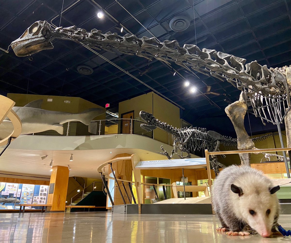 goCMNH's tweet photo. Linda the Virginia #opossum took a stroll around the empty @goCMNH galleries and was treated to exercise, enrichment, and close views of the dinosaurs! #goCMNH

📷: Sami Beeke https://t.co/Z5zhRDClTA