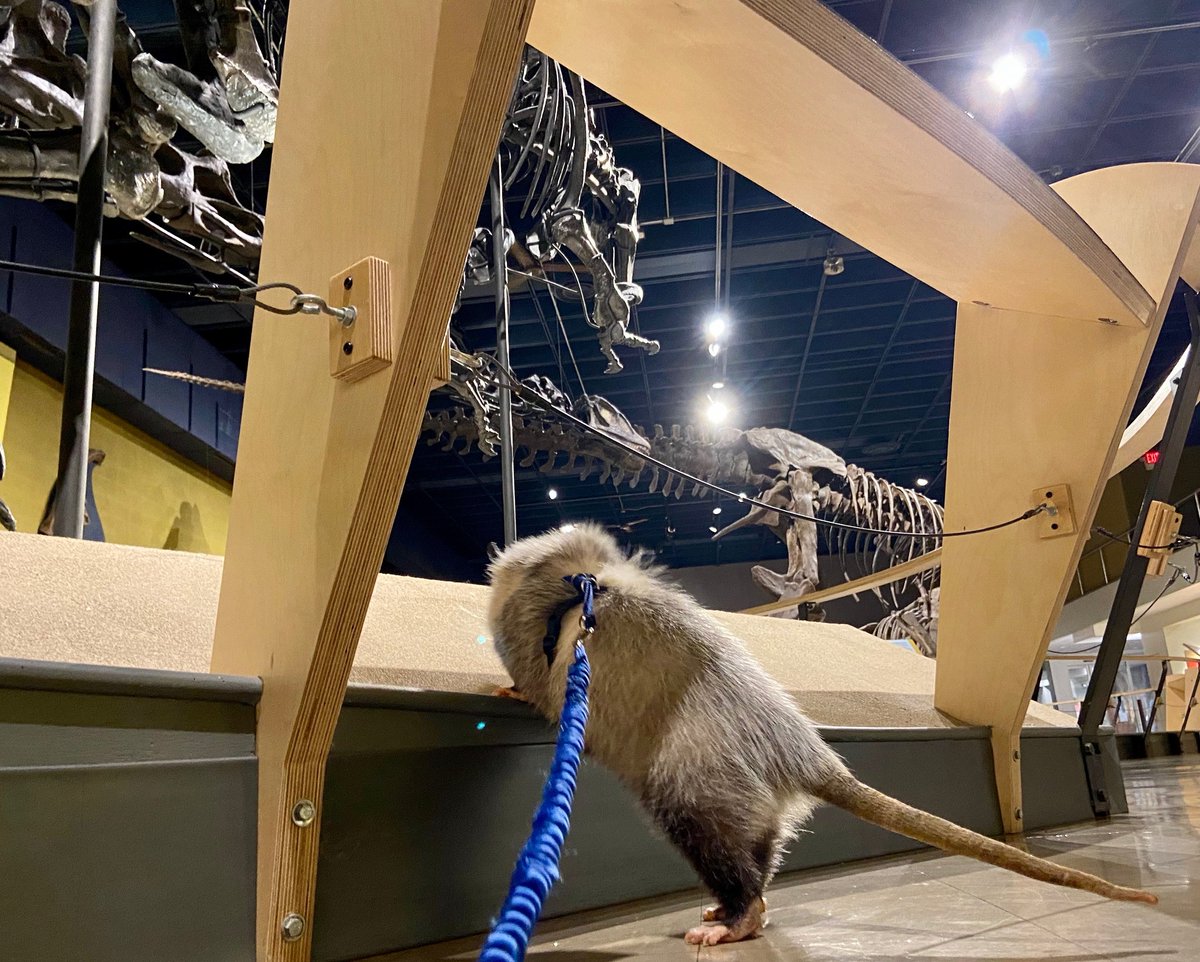 goCMNH's tweet photo. Linda the Virginia #opossum took a stroll around the empty @goCMNH galleries and was treated to exercise, enrichment, and close views of the dinosaurs! #goCMNH

📷: Sami Beeke https://t.co/Z5zhRDClTA