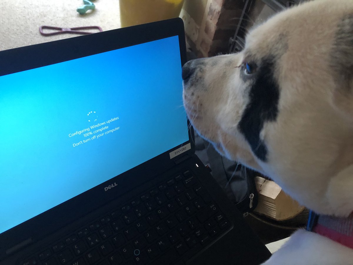 k80avz's tweet photo. @PAYOLETTER Very serious about this home working thing... https://t.co/TRq8PDQ6PT
