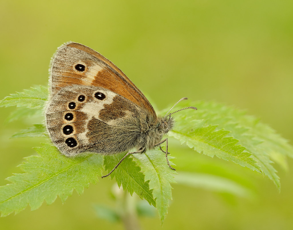 savebutterflies's tweet photo. One of the biggest threats facing certain butterflies &amp; moths is the destruction of the peat bogs where they live. #InsectAandE

Please sign and share this petition calling for a ban on using peat-based compost in gardening and horticulture 👉 https://t.co/R6tJ1CL5Yu
@DaveGoulson https://t.co/2Dn0BGxWf1