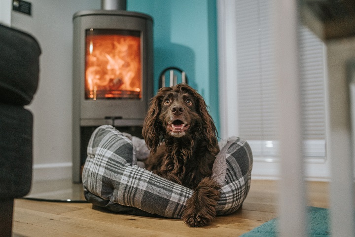 Read about our dog friendly trip to <a href="/LandalGwelanMor/">Landal Gwel an Mor</a> stephandthespaniels.com/2020/03/dog-fr…