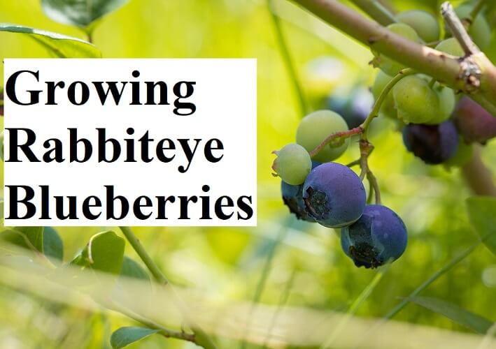 gardens_nursery's tweet photo. Growing Rabbiteye Blueberries
Rabbiteye blueberries are the perfect fruiting shrub for the South. I've never run across another fruit that was so tasty and yet so easy to grow. #blueberrie #blueberries #blueberry #gardenplants #growblueberries #growin https://t.co/37FJrNHStV https://t.co/jDU19kTbVm