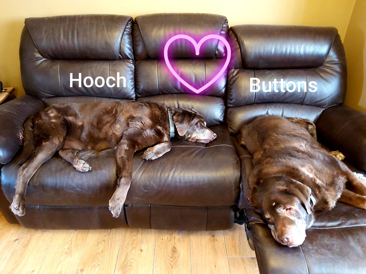 @myBCUresearch @MyBCU @BCUlibrary @BCUHELS @bcucebe @BCUPressOffice @BCUAdvantage @STEAMhouseUK @PgrStudio Think I have bored my two boys as my work does not incorporate the user experience of chocolate labradors eating carrots. 🥕 #BCUathome.