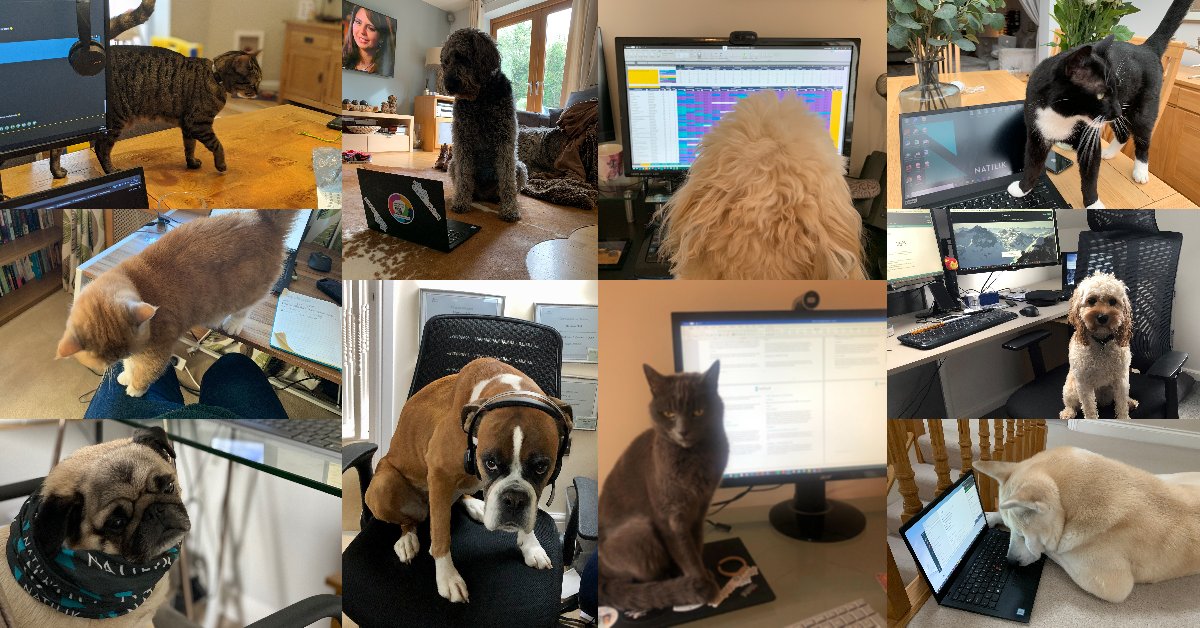 Here at Natilik, we utilise the full suite of <a href="/Cisco/">Cisco</a> remote working tools to ensure we remain #connected, #collaborative, #secure and #productive. Well, unless our furry friends have anything to do with it…