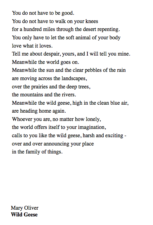 05 Wild Geese by Mary Oliver  https://soundcloud.com/user-115260978/05-wild-geese-by-mary-oliver