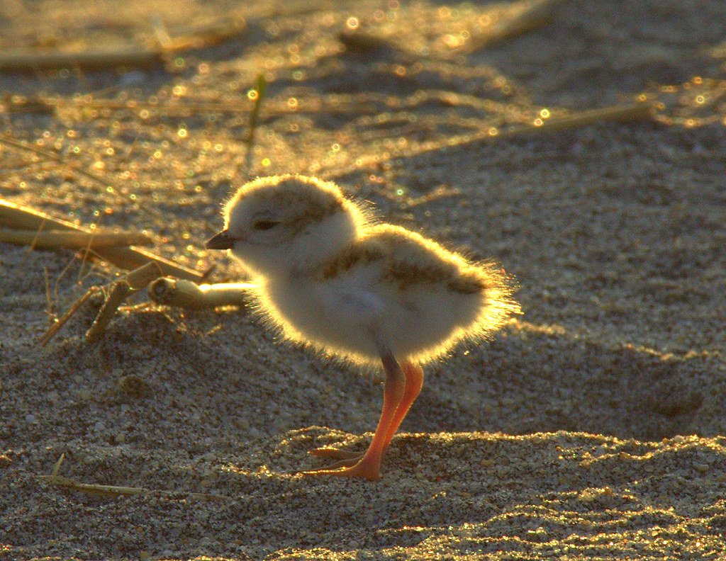 When I am awakened by my Philips SmartSleep HF3500 Wake-Up Light