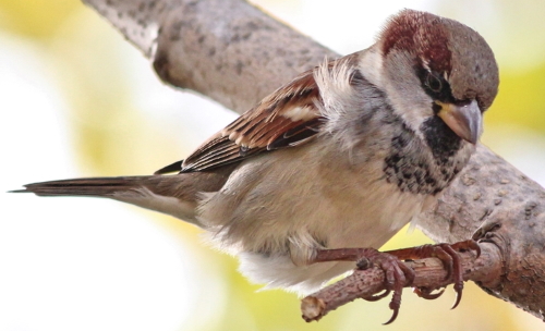 Serçeler, sevimli kuşlar
#Dünyaserçegünü #Worldsparrowday #serçe #sparrow #SparrowDay