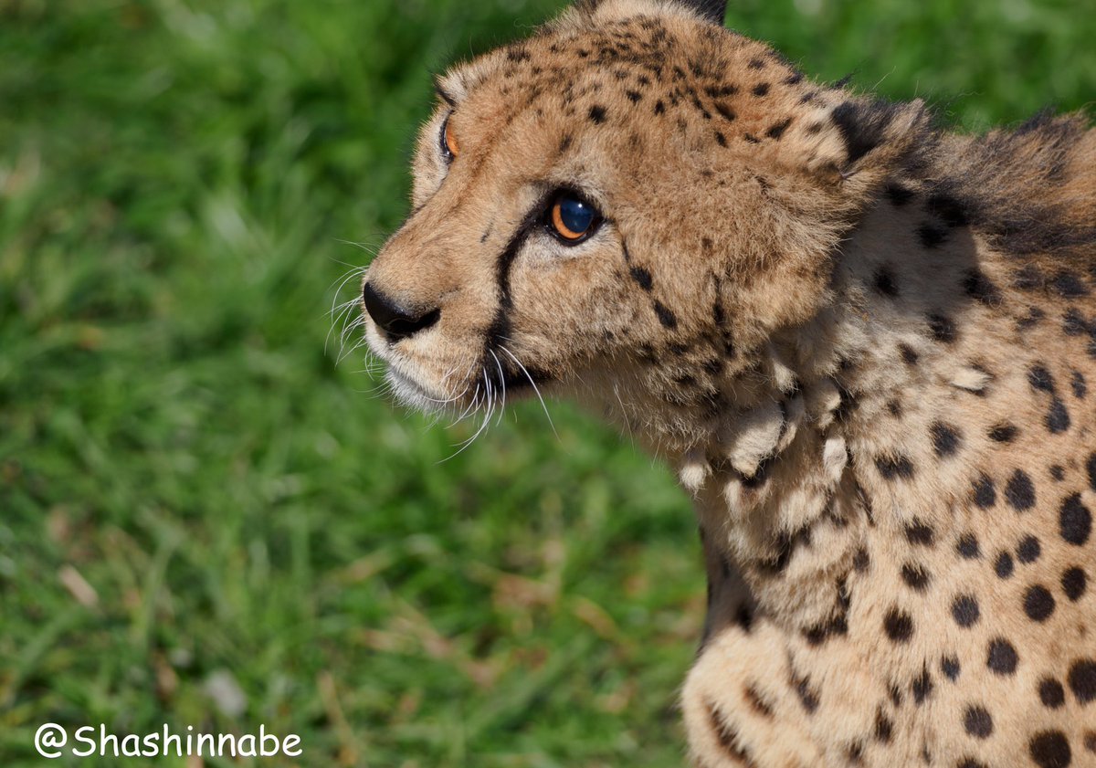 写真なべべ かわいい かわいい チーター Cheetah 九十九島動植物園 森きらら 写真好きな人と繋がりたい 02 23
