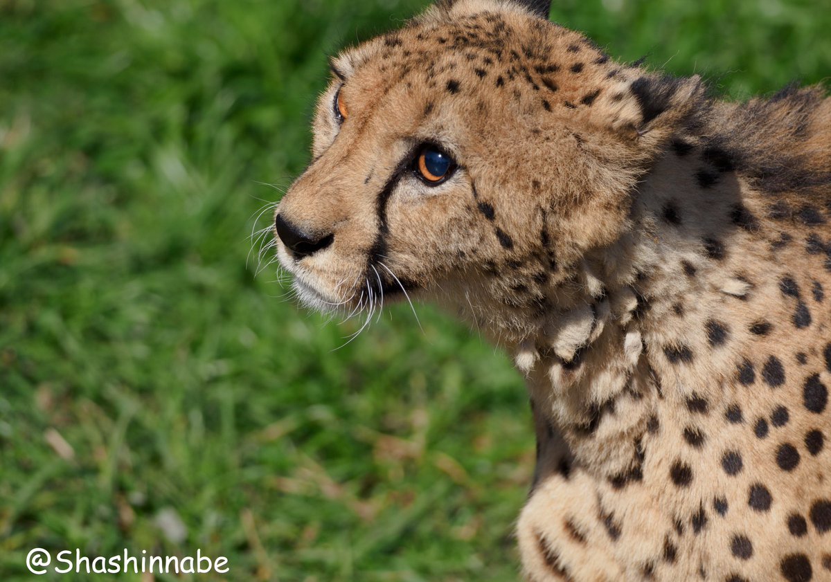 写真なべべ Auf Twitter かわいい かわいい チーター Cheetah 九十九島動植物園 森きらら 写真好きな人と繋がりたい 02 23