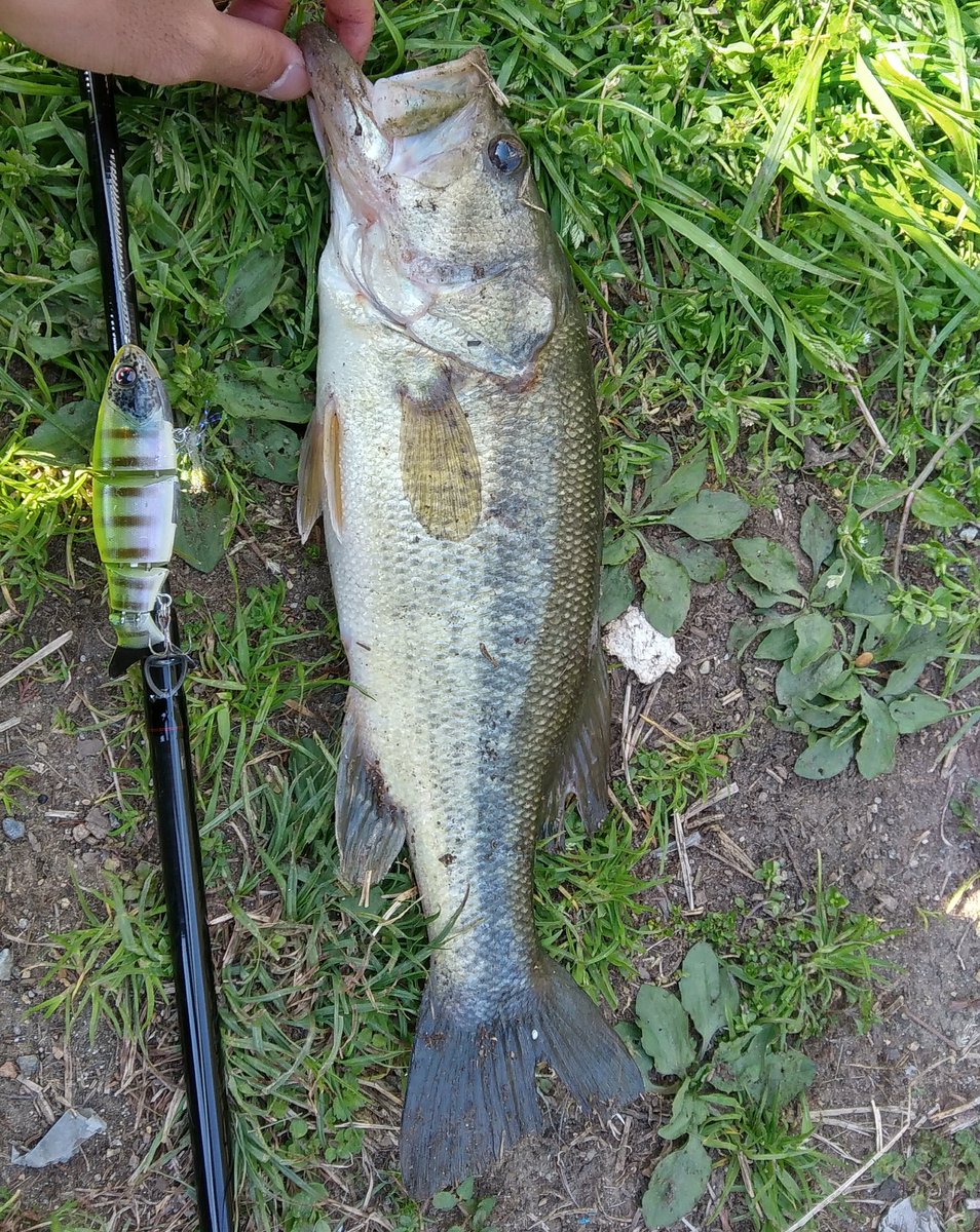 Kent در توییتر バイクでバス釣り行ってきた 50くらいのバス釣れて春って感じやった 春バス 知多半島釣り 知多半島野池群 春分の日