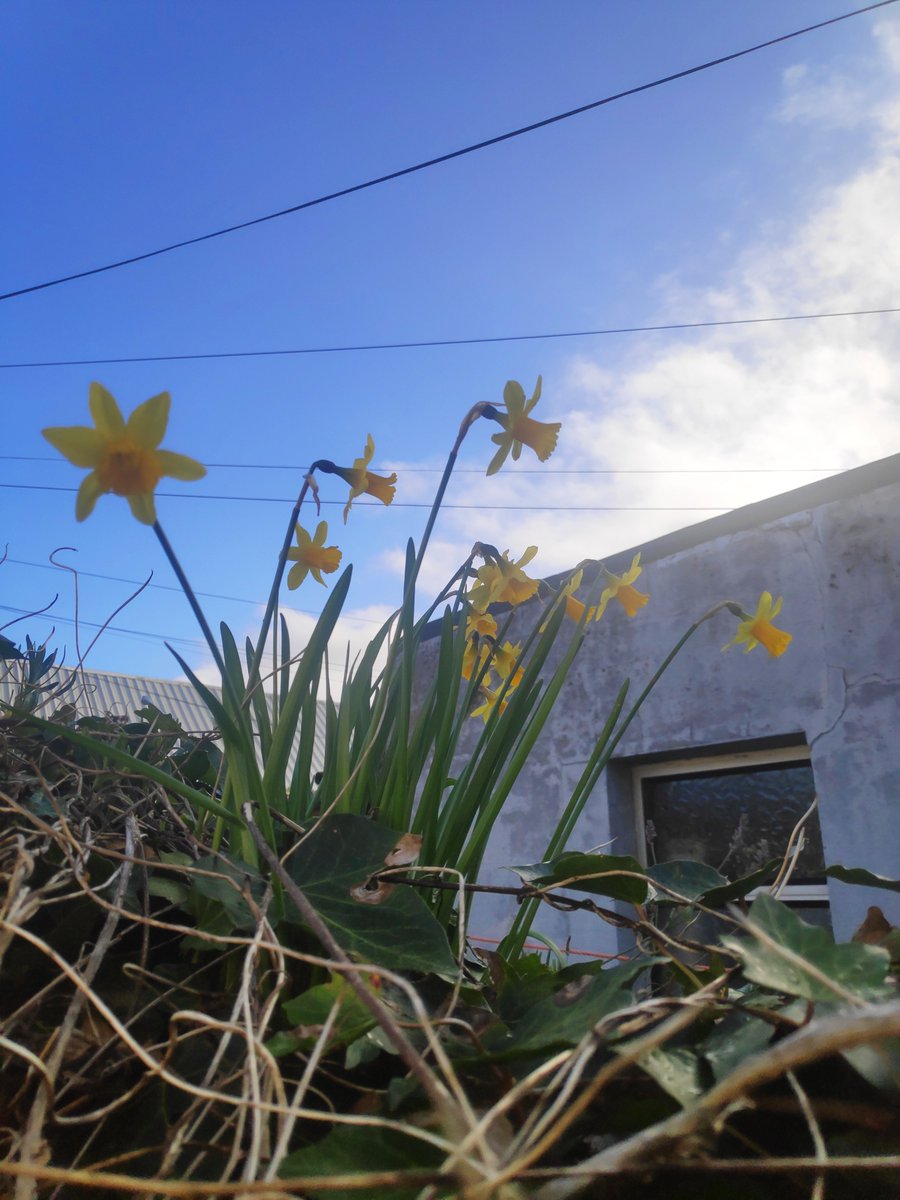 andreakatelydon's tweet photo. I'm donating to @IrishCancerSoc to support #DigitalDaffodilDay with my colleagues at @cancertrials_ie  Donate here: https://t.co/hcmJ6hAXhq https://t.co/6Tgt1j9rxq