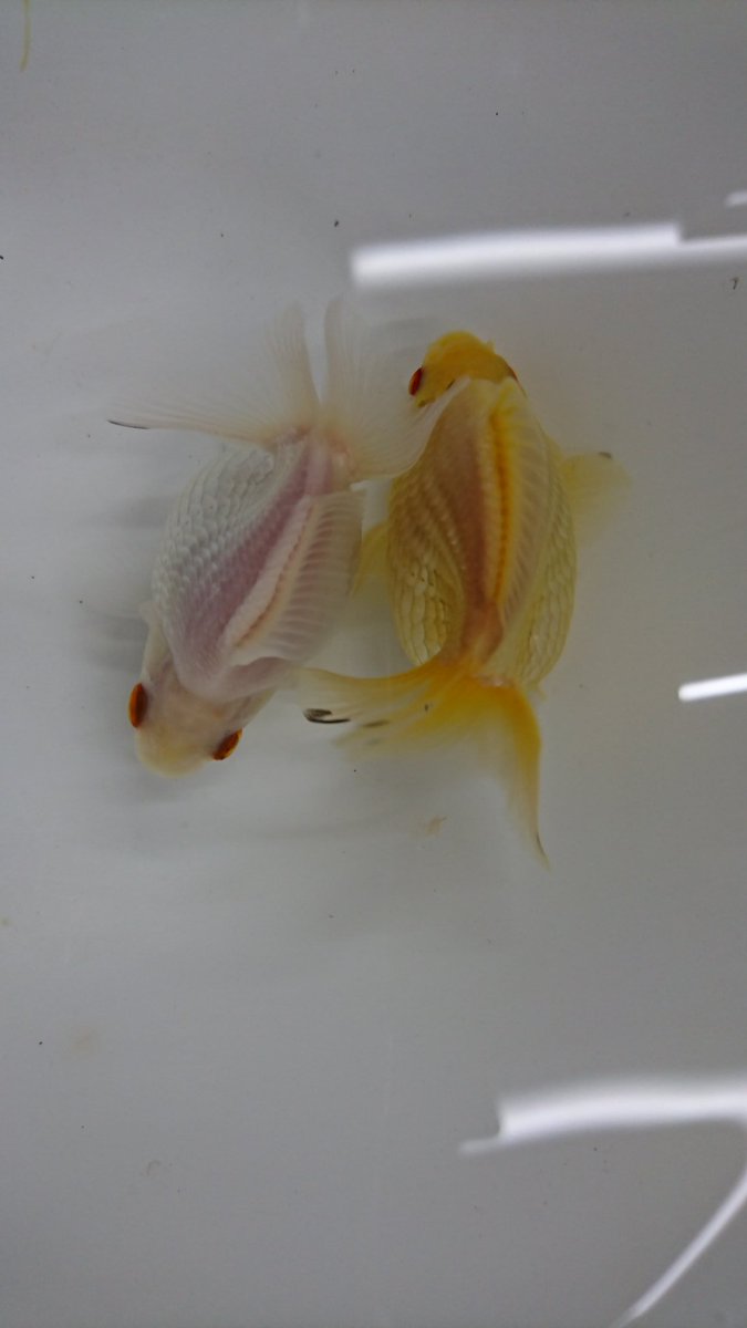 雌雄判別 Hashtag On Twitter