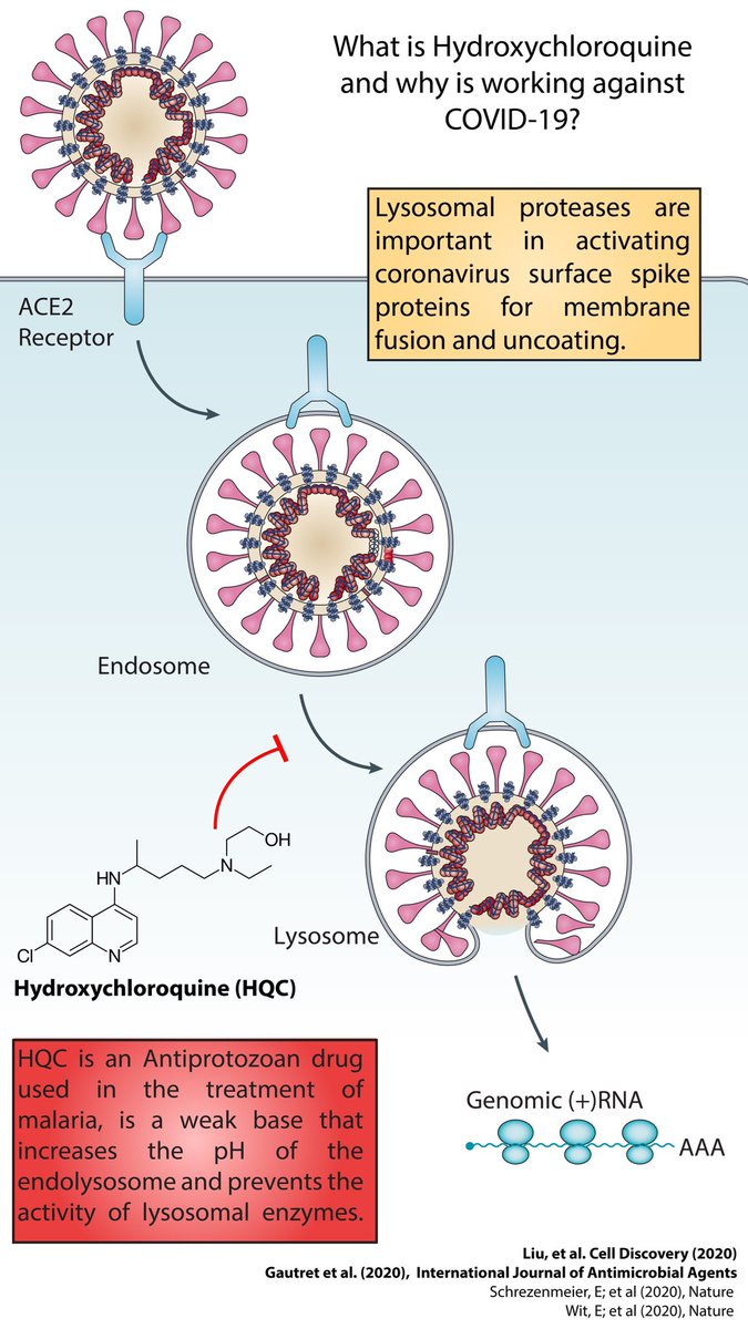 Immunometabolism Network on Twitter: "What is hydroxychloroqine ...