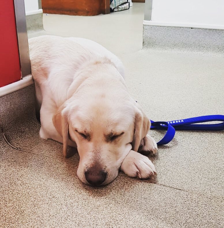 Everyone meet Penelope! Our reception team couldn’t resist capturing her having a snooze whilst waiting to leave. Penelope is a rescue dog from <a href="/battersea/">battersea</a> dogs home and loves her new family. In these troubling times we thought sharing something positive would help 💕#dog #rescue