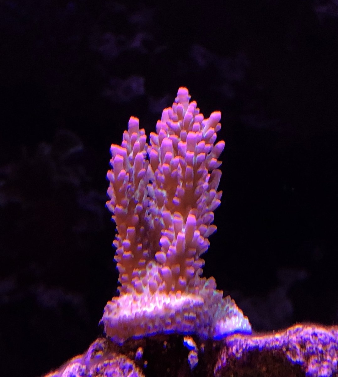 peninsula_reef's tweet image. リーフLED
ブルー50% ホワイト40%
ライトから31センチ付近
ストロベリーとして売られていたフラグがらしくなってきたのか…？
#reefled  #aquarium