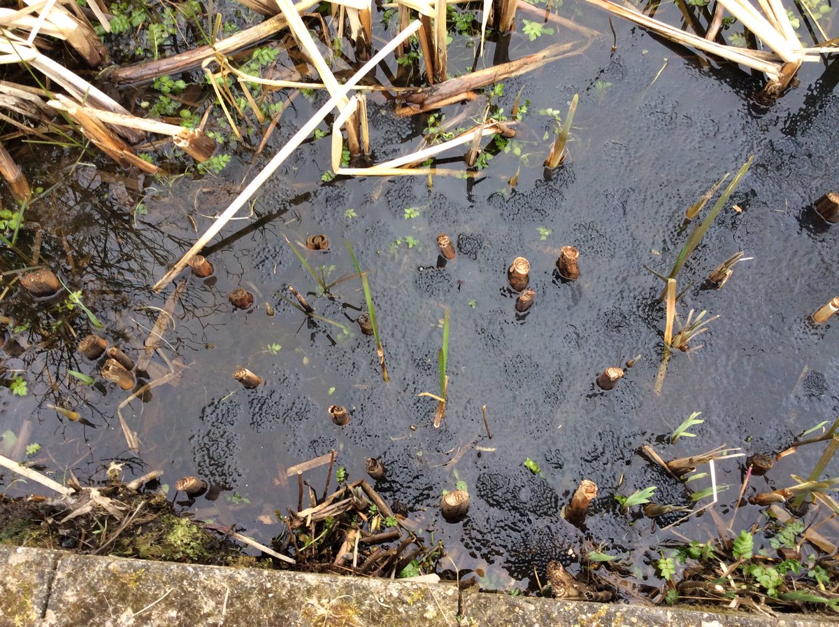 Kikkerdril in de stad @Natuurmonument <a href="/FHaaijen/">Fred Haaijen</a> <a href="/waarneming/">Waarneming.nl</a> <a href="/ARKNatuur/">ARK Rewilding Nederland naar Bluesky</a> <a href="/VroegeVogels/">Vroege Vogels</a> <a href="/urbane_natuur/">ton denters</a>
