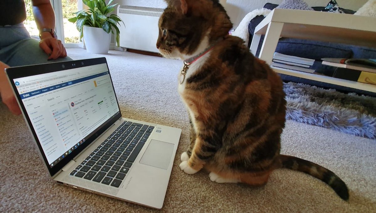 Got the auditors in today... #QuarantineCats 😺