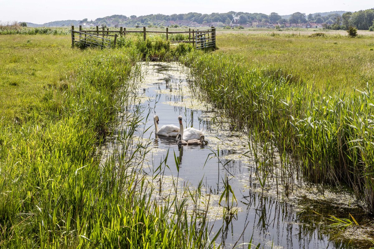 Tuesday morning moment of calm... a family of swans on Blakeney Freshes.