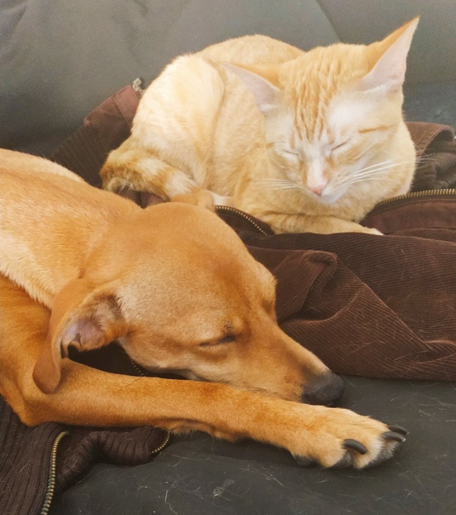 Coratge🌻 (Taylor's version) tweet media