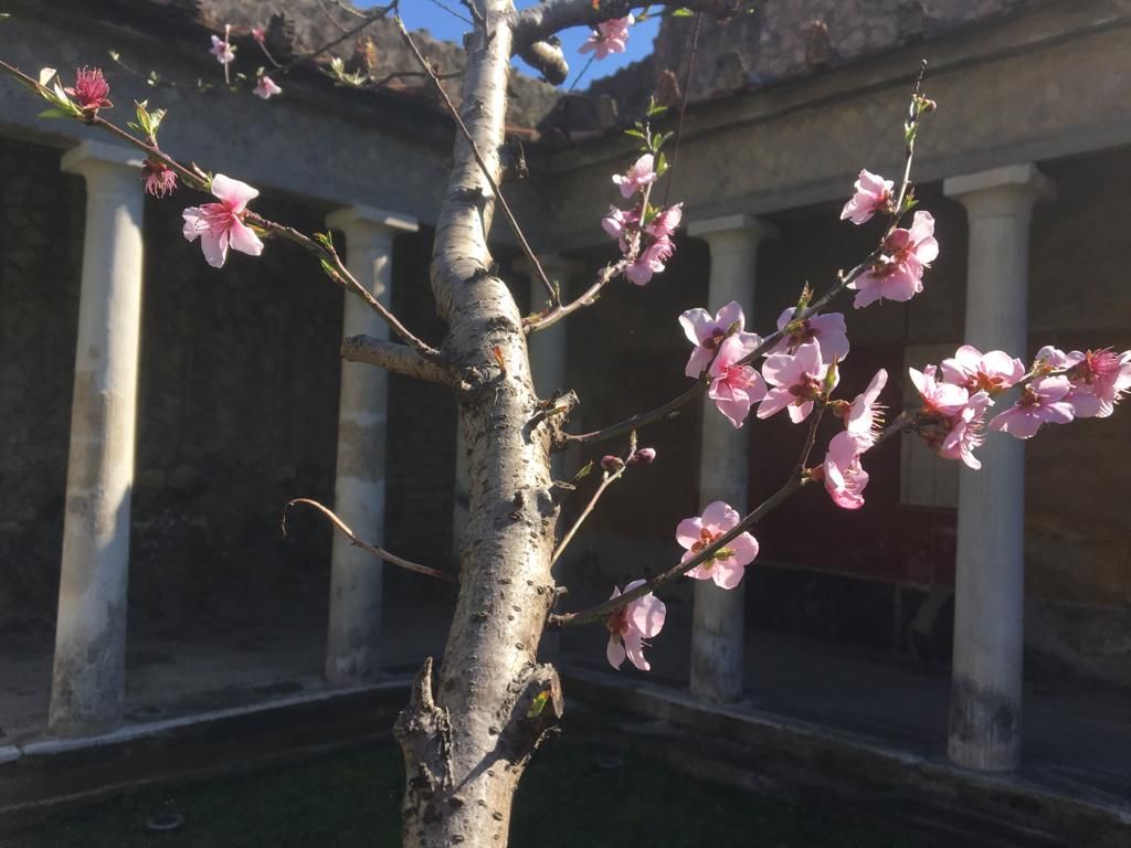 pompeii_sites's tweet photo. Oggi, #20marzo, inizia la #primavera. La celebriamo con una serie di fotografie a tema primaverile. Un affresco in terzo stile da Villa Arianna a Stabia: la Flora (detta anche Primavera). Foto di fiori e piante provenienti da Pompei e dagli altri siti vesuviani. https://t.co/Bc7EOohgX2