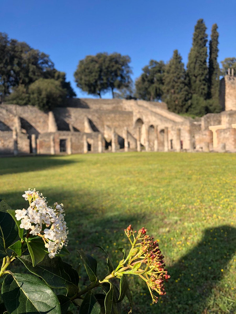 pompeii_sites's tweet photo. Oggi, #20marzo, inizia la #primavera. La celebriamo con una serie di fotografie a tema primaverile. Un affresco in terzo stile da Villa Arianna a Stabia: la Flora (detta anche Primavera). Foto di fiori e piante provenienti da Pompei e dagli altri siti vesuviani. https://t.co/Bc7EOohgX2