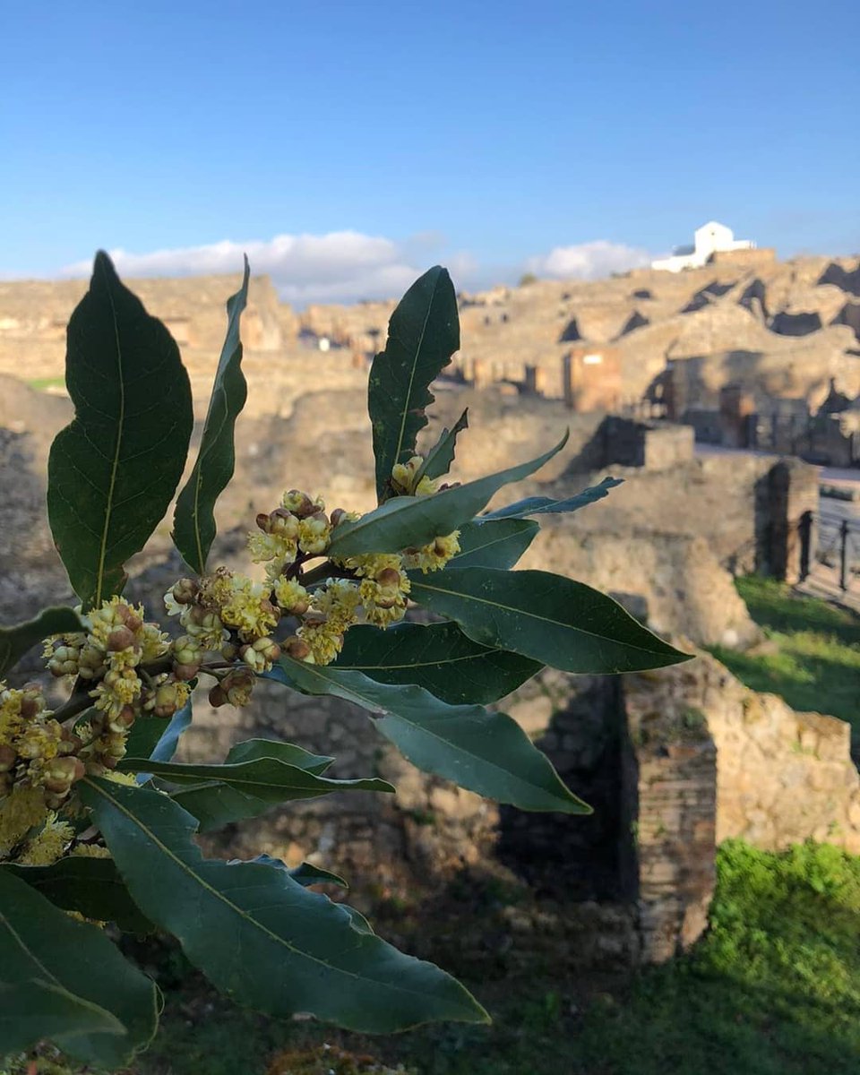 pompeii_sites's tweet photo. Oggi, #20marzo, inizia la #primavera. La celebriamo con una serie di fotografie a tema primaverile. Un affresco in terzo stile da Villa Arianna a Stabia: la Flora (detta anche Primavera). Foto di fiori e piante provenienti da Pompei e dagli altri siti vesuviani. https://t.co/Bc7EOohgX2