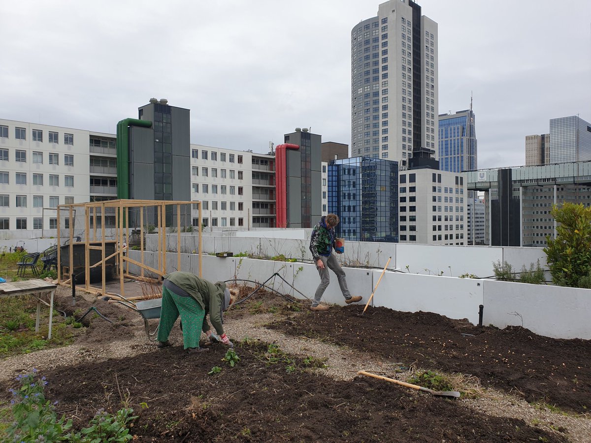 d_akkers's tweet photo. Met 'n klein team #dakboeren aan 't werk op de #DakAkker op 't @Schieblock vandaag ...  't mooiste dak van #Rotterdam straks weer in bloei! #groeneoase #Farmingthecity https://t.co/npeacmWXgz