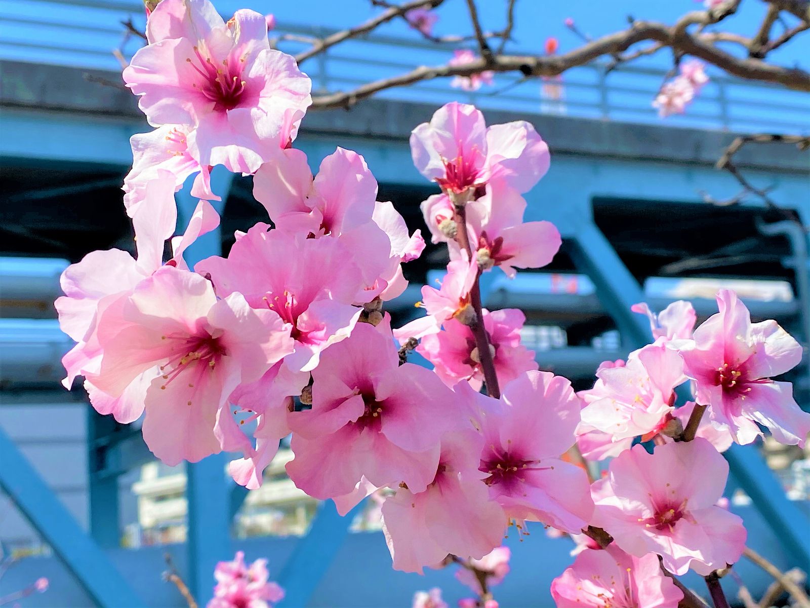 東灘ジャーナル アーモンド並木 で歩いてお花見 今週末 来週いっぱいが満開でおすすめ スマホでもばっちりきれい カメラだとさらに良い感じに楽しめますよ 東灘区 お花見 アーモンドの花 東水環境センター 神戸散策 T Co V36bh8cr7f
