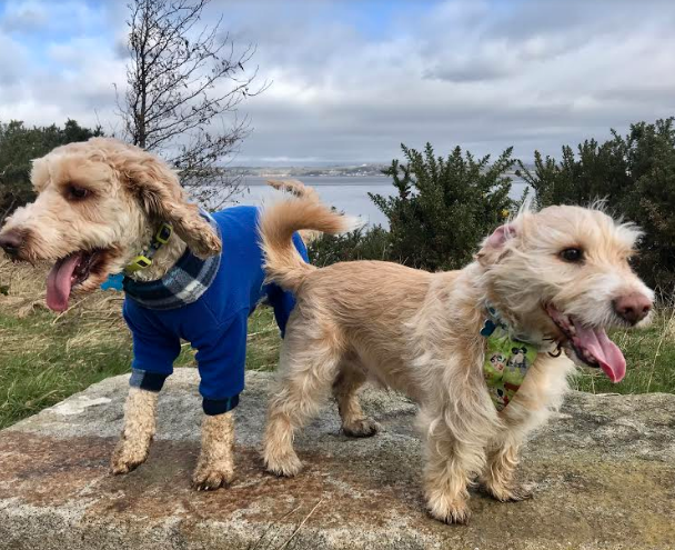 JJackieMitchell's tweet photo. One of my new co-workers keeps pouncing on the other and trying to chew his ear. Second co-worker's patience is wearing very thin and he is considering escalating this to HR. The youngest co-worker has developed a jaunty attitude to workwear
#workingfromhome #petsascoworkers https://t.co/SmC64FXfil