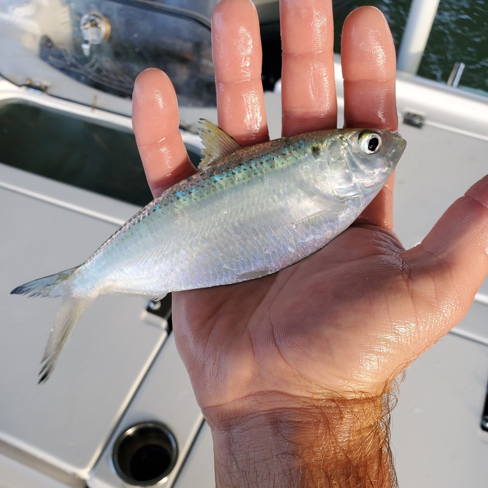 Sliprock Charters on Twitter "Have you ever heard of a Threadfin? 🤔