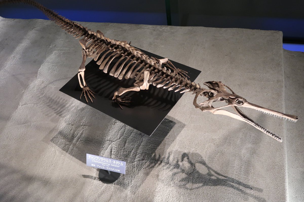 ワニっぽいけどワニじゃない方々 #金曜日だから化石貼る レドンダ