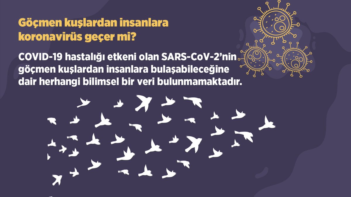 Göçmen kuşlardan insanlara #koronavirüs geçer mi? #bulaşıcılık #COVID19