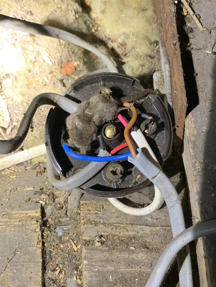 PointElectrical's tweet image. I think that this mouse and junction box have seen better days?!? @proelectrician @sparksmagazine #sparkslife