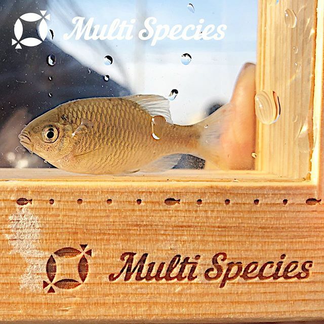 multispecies11's tweet photo. #multispecies #マルチスピーシーズ #multispeciesfishing #マルピ #fish #魚 #釣り #fishing #fishgram #instafish #がさがさ #ガザガザ #アブラボテ #タナゴ釣り #タナゴ #和歌山 https://t.co/pHqk8hs8wM