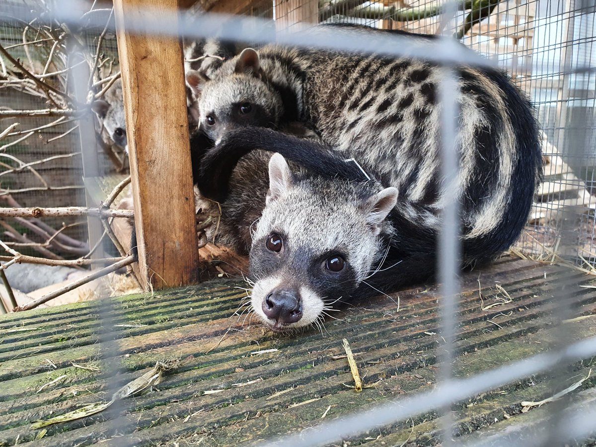 TMC Animal Care Dept tweet media