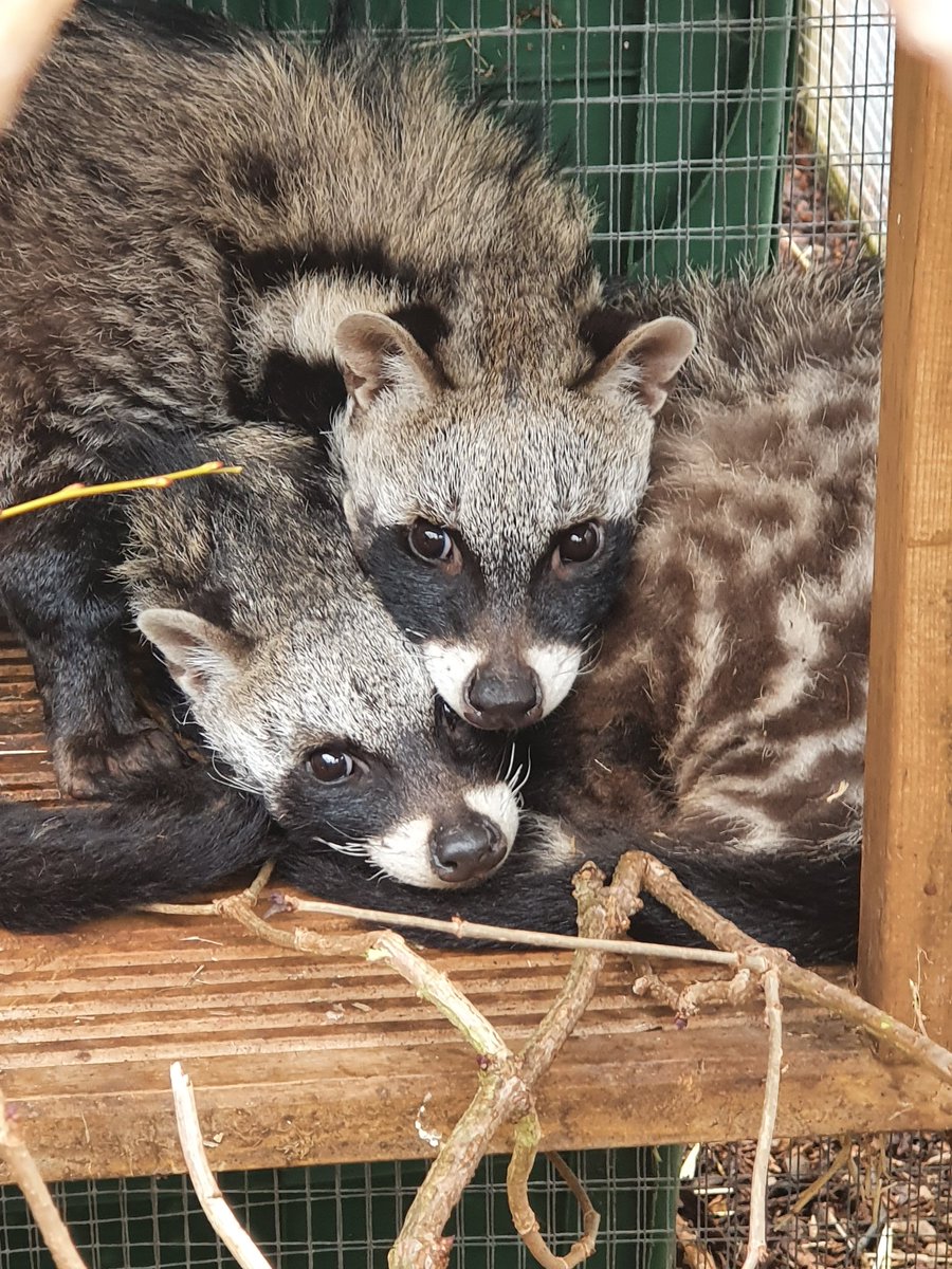 TMC Animal Care Dept tweet media