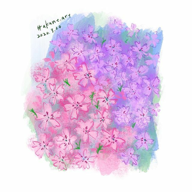 のりこ Moss Phlox Creepingphlox 芝桜 シバザクラ Mossphlox 花 Flower ガーデニング Akane Art イラスト Illustration 03 Drawing Art Painting Procreate 一日一絵 Onesktchaday Onedrawingaday 365drawings T Co