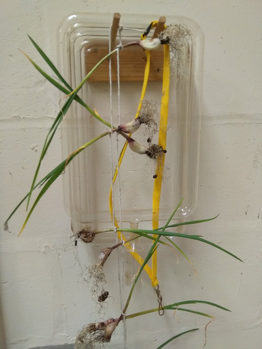 lauramog22's tweet image. Prepared for any garlic shortages #schoolsciencetech