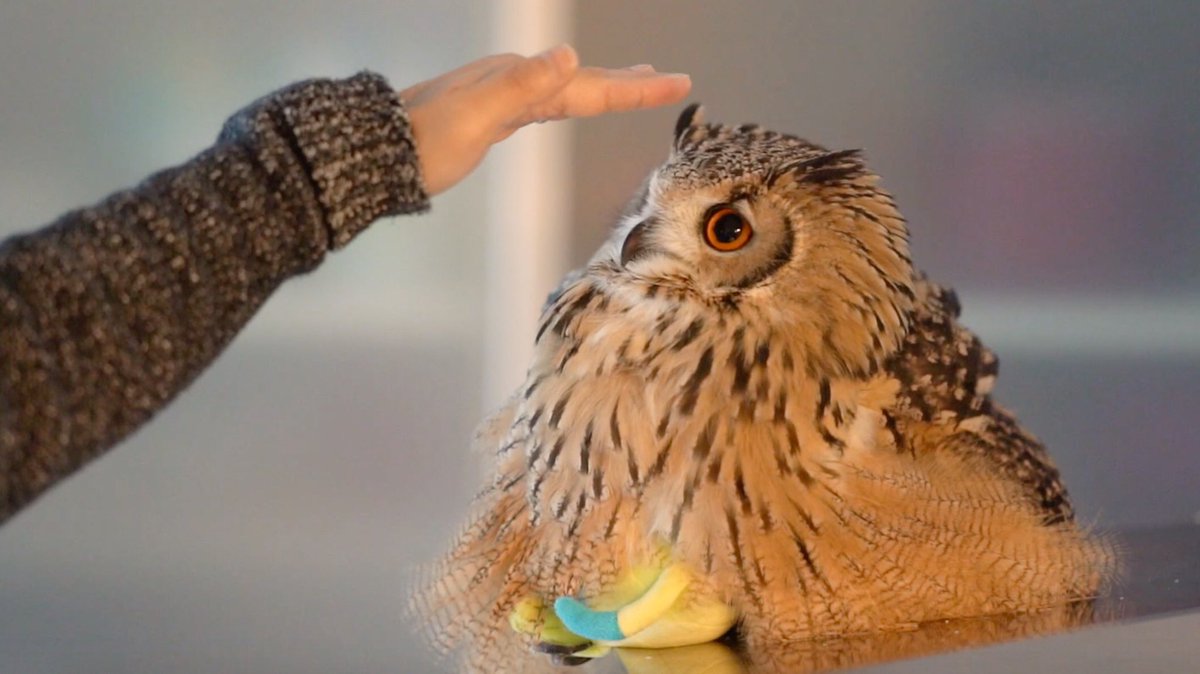 フクロウと話すときはフクロウ語を使いましょう フクロウ語で話しかけたときのフクロウの反応があまりにもかわいい Togetter