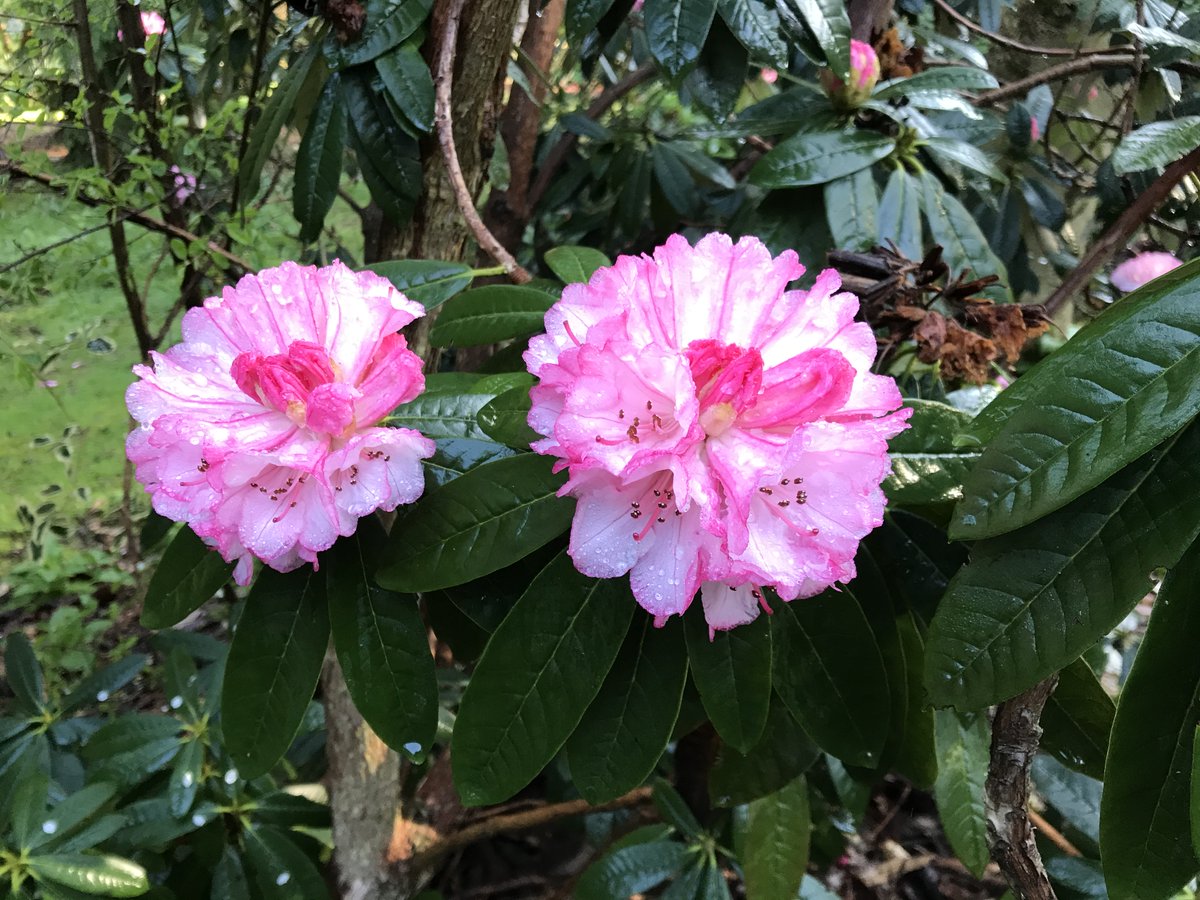 placeforplants's tweet photo. The garden will be open from Saturday but due to the wet winter the paths are still very slippery, but it is a lovely place to stroll in the open air and disease free. The Magnolias and Camellias are looking exceptional, and a few Rhododendrons are starting to come flower. https://t.co/0RHh6mNZJ1