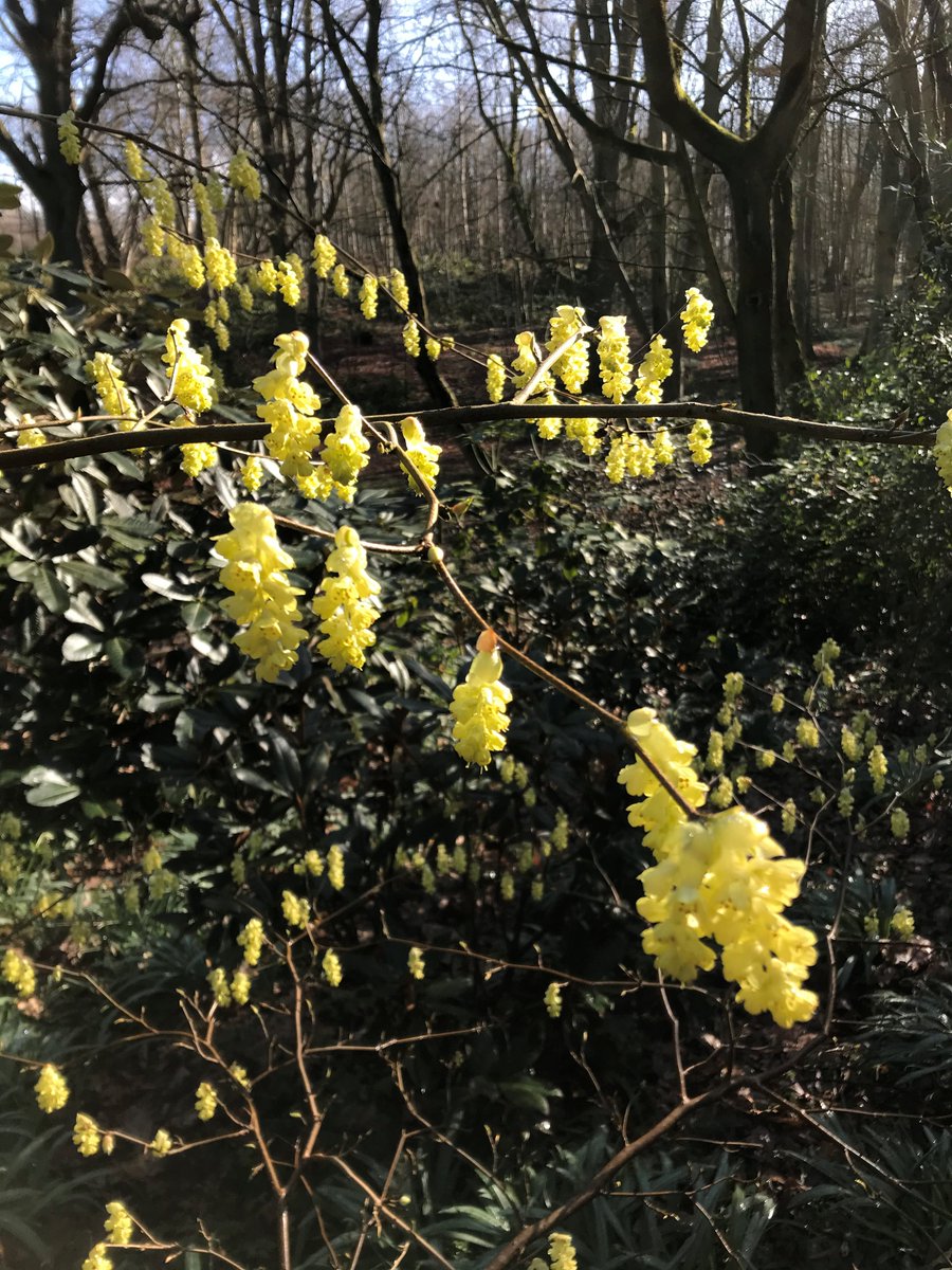 placeforplants's tweet photo. The garden will be open from Saturday but due to the wet winter the paths are still very slippery, but it is a lovely place to stroll in the open air and disease free. The Magnolias and Camellias are looking exceptional, and a few Rhododendrons are starting to come flower. https://t.co/0RHh6mNZJ1