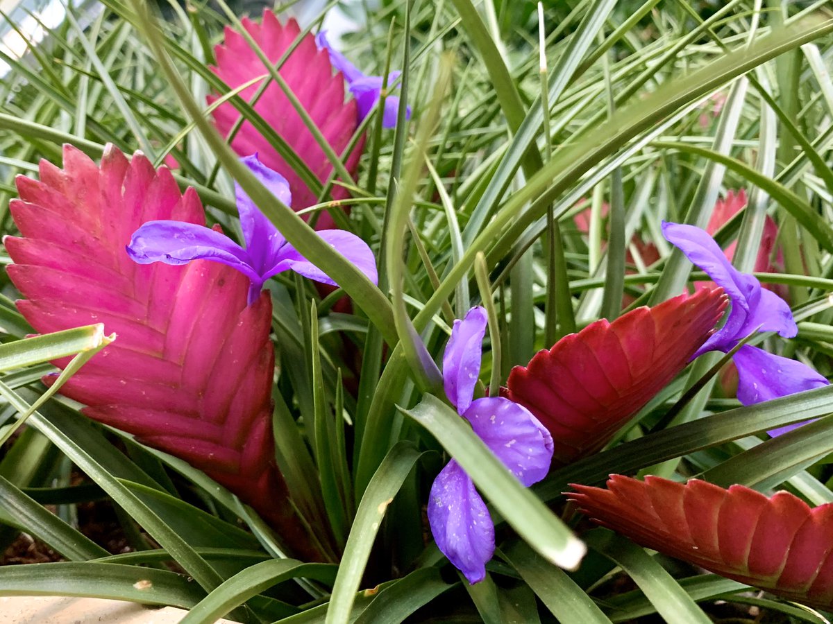 susantran's tweet photo. Happy Friday. Hope you find something beautiful today. I spotted these cool blooms at #ThePru. Anyone know what they are? #Boston https://t.co/nXsns7QmtF