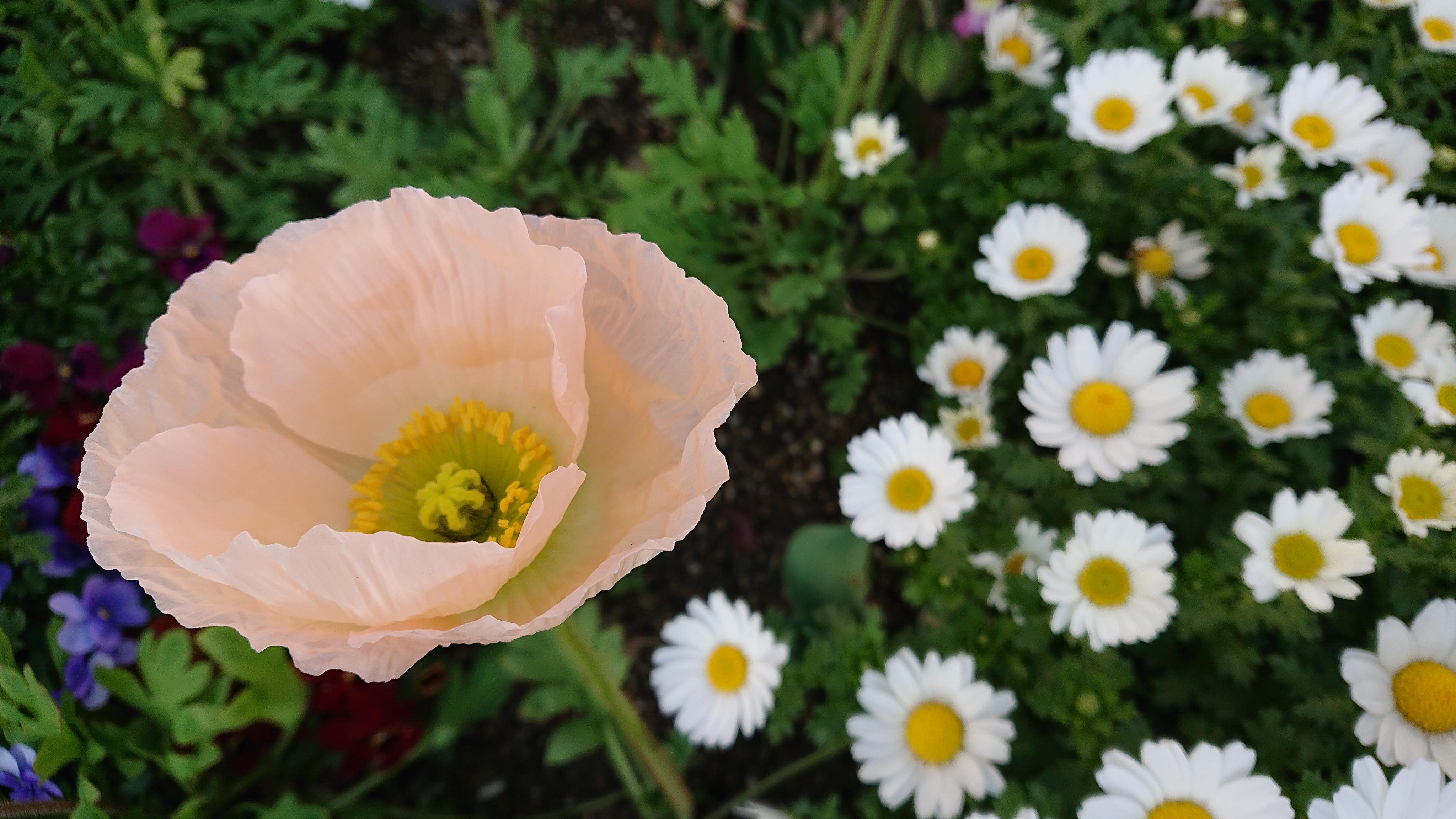 春なす 花写真 ポピー 雛芥子 ヒナゲシ 雛罌粟 虞美人草 グビジンソウ T Co 2erbnpgmcq Twitter