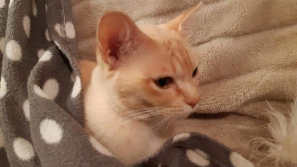AlanDaffern's tweet photo. Amber #Missing presumed #Stolen from Gilston Bridge between #UpperLargo and #Largoward #Fife #Scotland. Amber was last seen on the 3rd of March 2020. Do any of your friends, neighbours or work mates suddenly have a new cat that looks Amber. 
#lostcat #scanme #catsoftwitter https://t.co/rzwqKo6huK