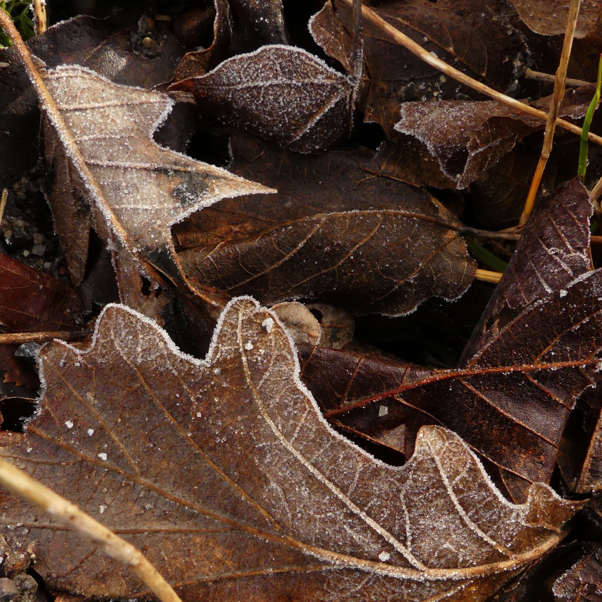 <a href="/takemomalong/">Take Mom Along</a> <a href="/carpediemeire/">John @CarpeDiemEire</a> <a href="/HHLifestyleTrav/">Hannah : HH Lifestyle Travel</a> <a href="/TravelBugsWorld/">Travel Bugs World ✈️🐞🌎</a> <a href="/LiveaMemory/">Live a Memory</a> <a href="/russellofearth/">Russell</a> <a href="/RudiGourmand/">RudiGourmand</a> <a href="/XeniaKaepernick/">Xenia Kaepernick</a> <a href="/beckyexploring/">Becky Exploring</a> @poetixtrip I slowed my pace, <a href="/takemomalong/">Take Mom Along</a>! Ended up following the sound of a #woodpecker through the backyard #forest into the neighbour's lot. Walking back home, I switched to ground shots... Love your #streetart shot! #traveltribe #countrygirl #optoutside #nature #ygk #SocialDistancing